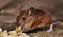 24 Hour & Emergency Exterminators in Terminal Island, CA